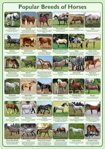 Popular Breeds of Horses Poster