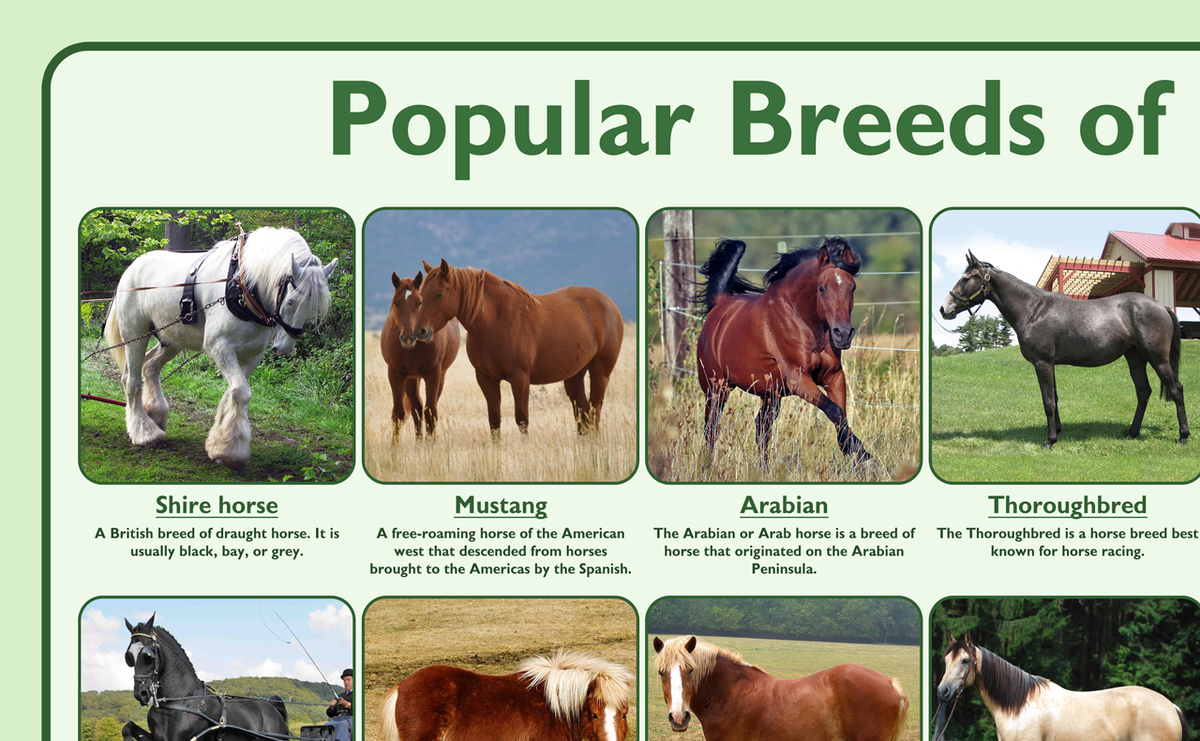 Popular Breeds of Horses Poster – Tiger Moon