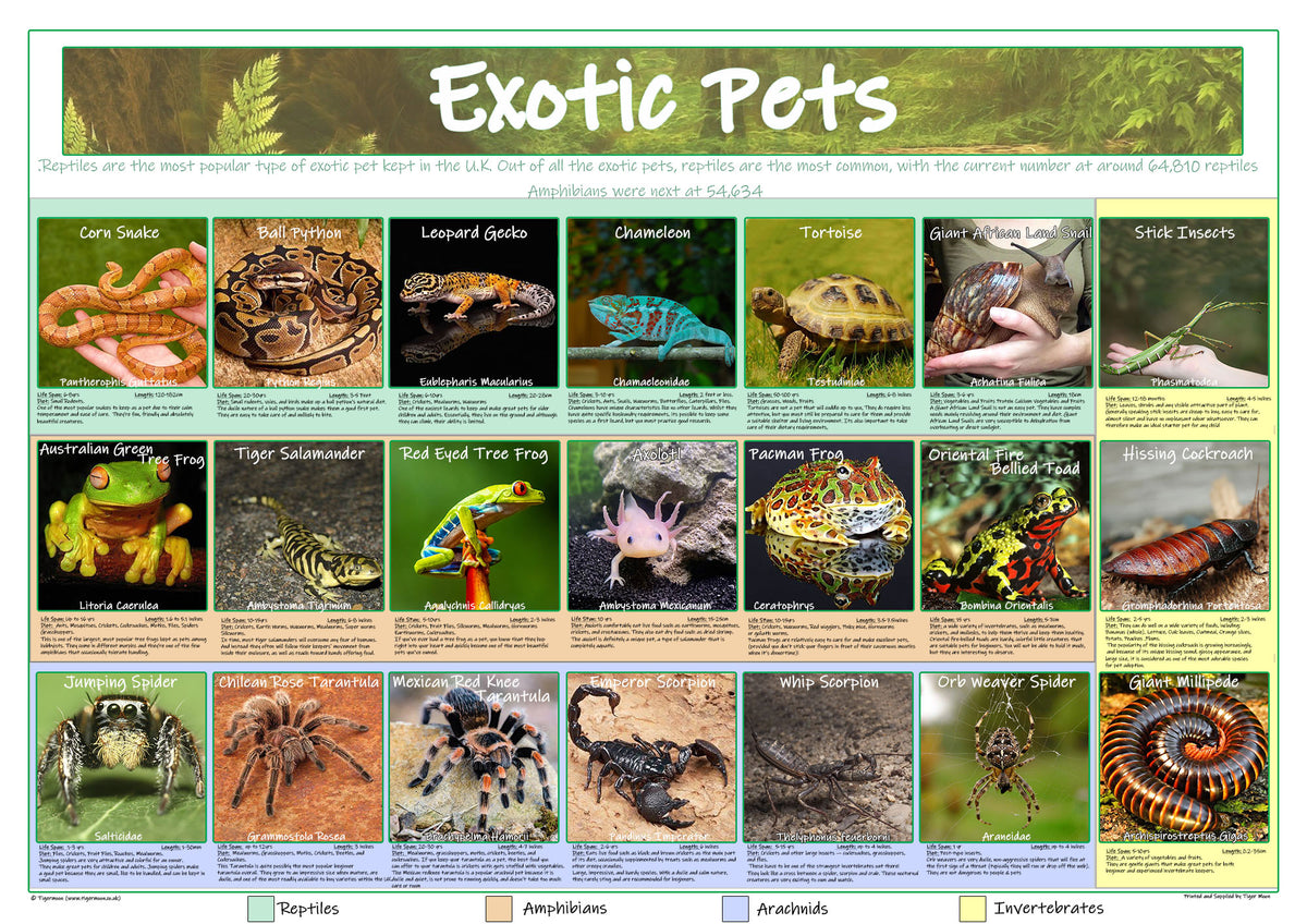 Veterinary Clinic Exotic Pet Supply Store Near Me Jaipur Near Me