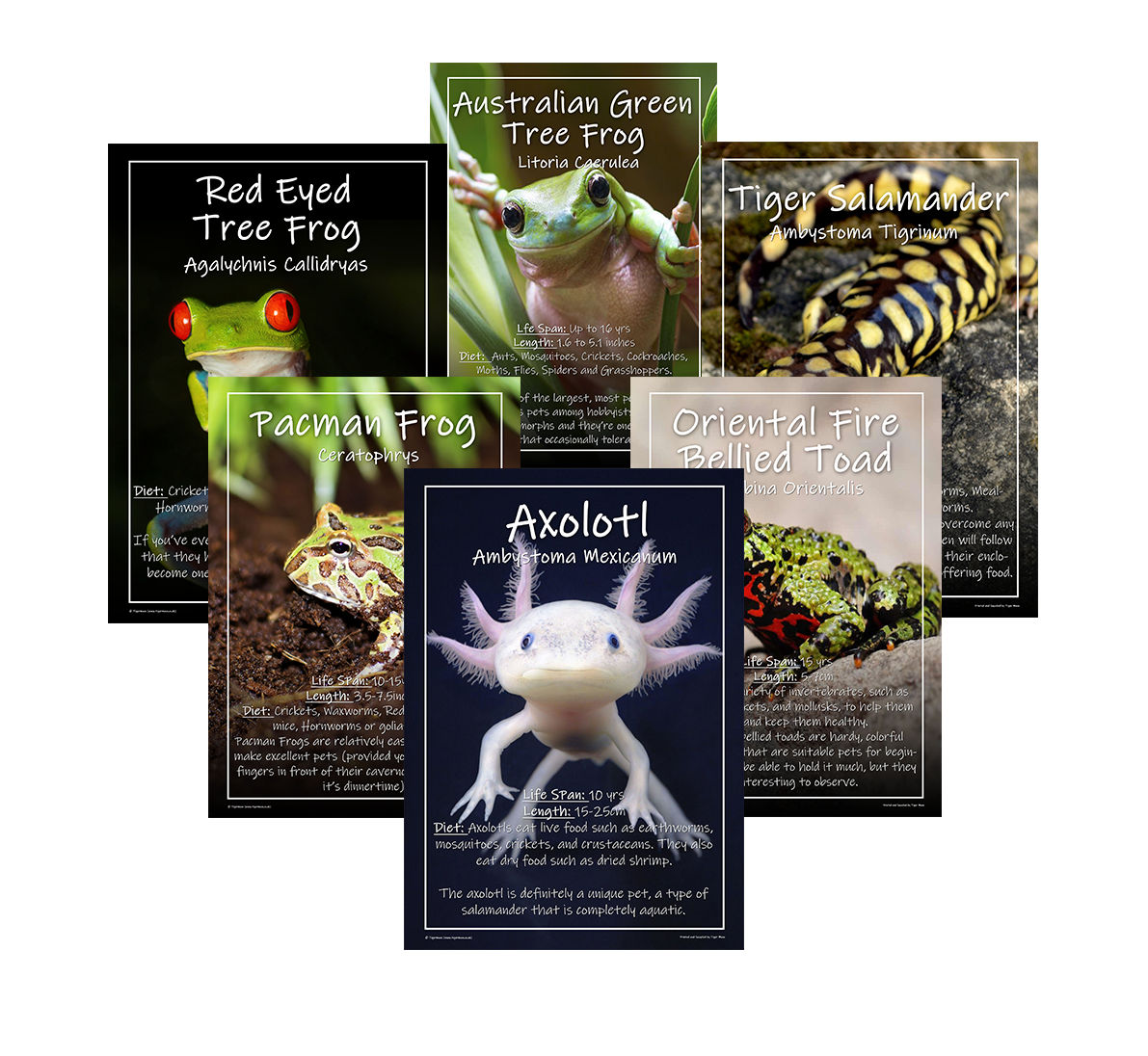 Popular 2024 exotic pets