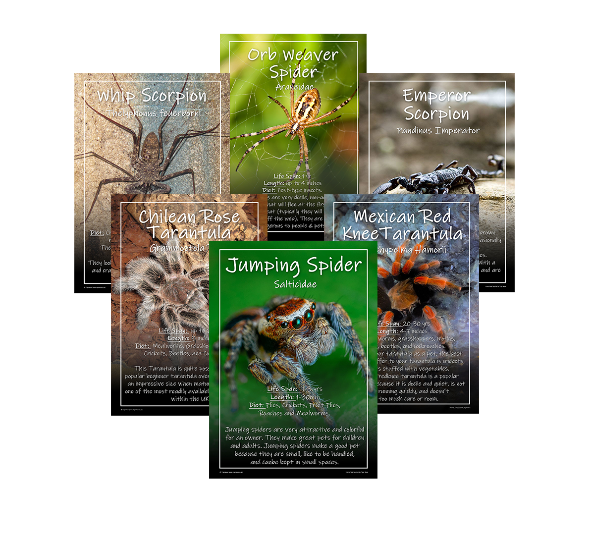 Popular 2024 exotic pets