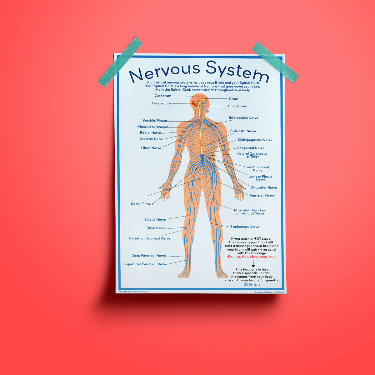 Nervous System Educational Poster – Human Anatomy Learning Chart