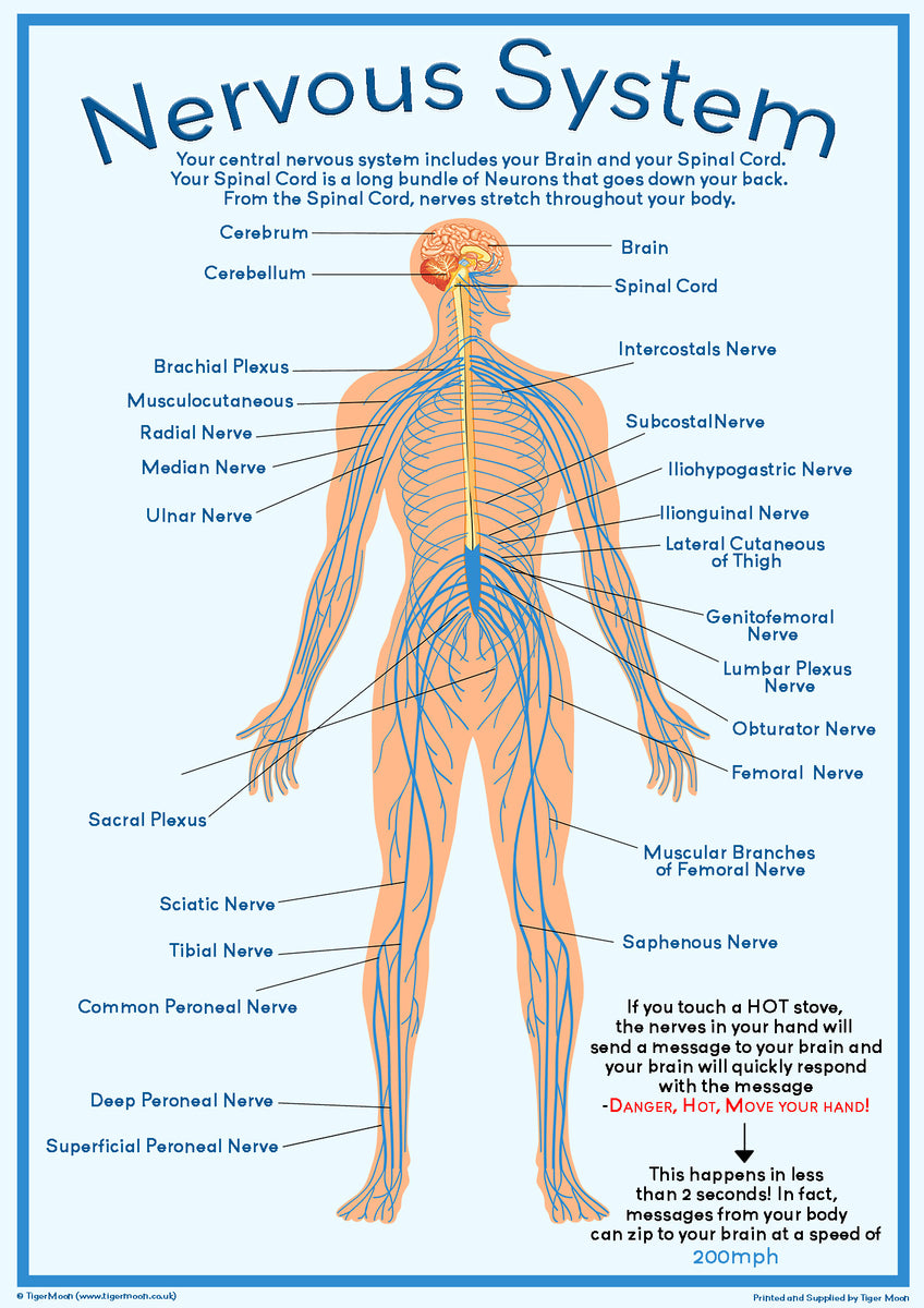 Nervous System Educational Poster – Human Anatomy Learning Chart