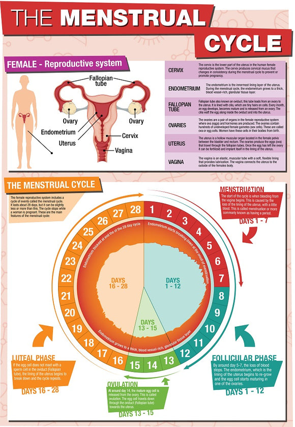 GCSE Science The Menstrual Cycle - A2 Poster