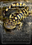 Exotic Pets Popular Amphibians - Set of 6 - A3