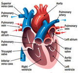 Educational GCSE Biology or General Science poster to support the understanding of the heart and circulatory system. The poster covers the following areas of study: The Heart - structure and workings The Circulatory System - Layout Blood Cells - Main components
