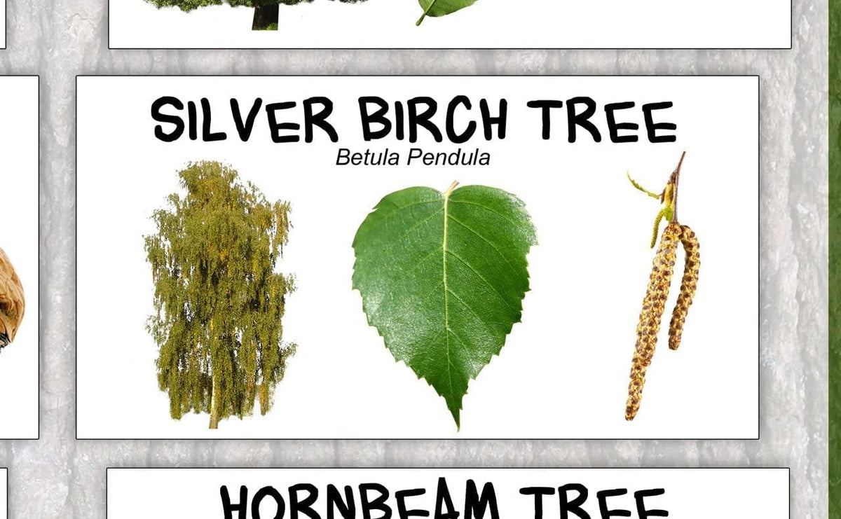 British Trees Identification Poster – Native UK Trees Educational Wall ...