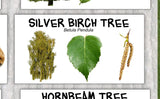 British Trees Nature Poster - Paper Laminated