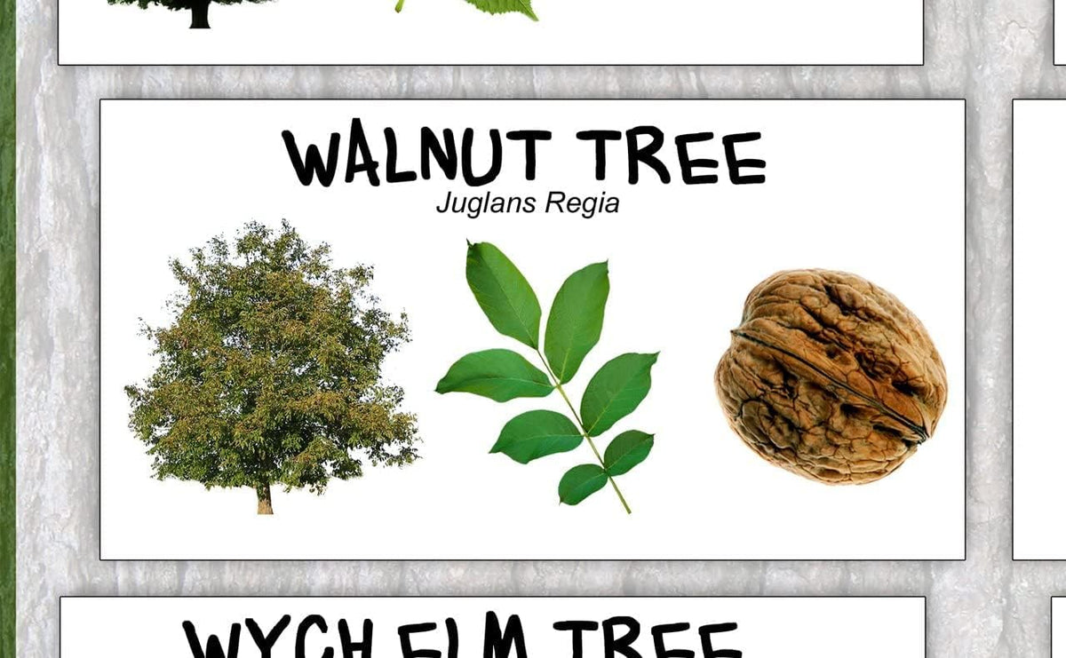 British Trees Identification Poster – Native UK Trees Educational Wall ...