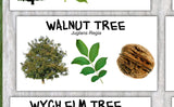 British Trees Nature Poster - Paper Laminated