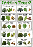 British Trees Nature Poster - Paper Laminated