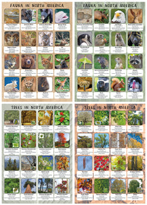 Flora and Fauna of North America Poster set - Set of 4 - Size A2