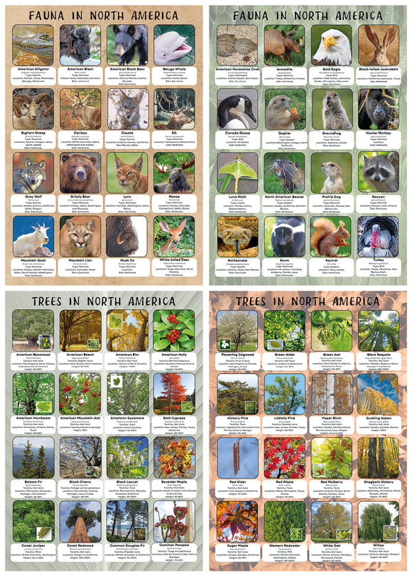 Flora and Fauna of North America Poster set - Set of 4 - Size A2