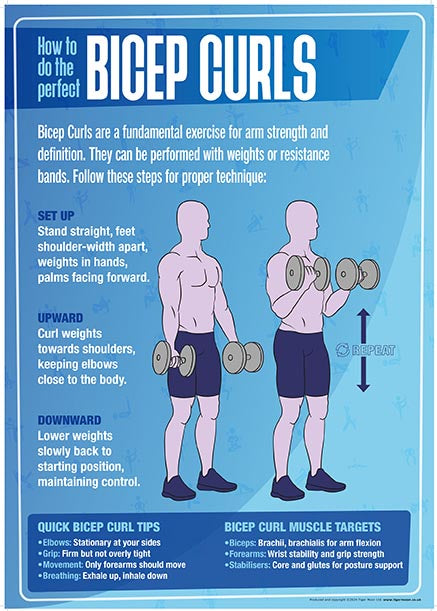 Physical Education -  Bicep Curl - A2 Poster