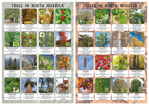 Flora of North America poster set of x2 - Size A2
