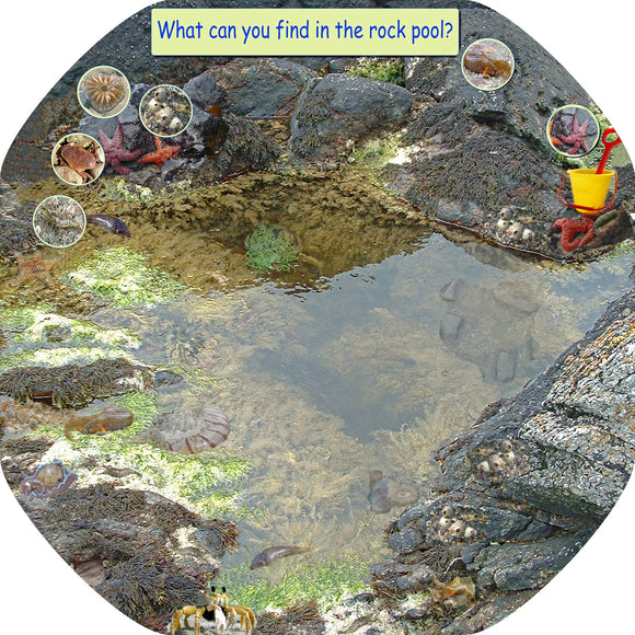 The Rock Pool mat is ideal for use with a Tuff Tray. Spot a barnacle, crab, shrimp, starfish and more!  The trays enable children to add anything such as water, toys, sand, pebbles, leaves, sticks to create interesting small fun environments.  Printed onto a high quality, durable vinyl material.  86cm x 86cm (approx )  Designed to fit in the Tuff Tray or the Tuff Spot.