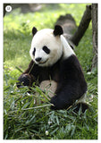 Endangered Species Photo Pack Digital Download