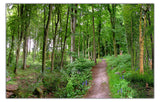 A Path Through the Forest Backdrop