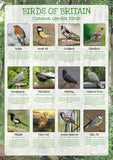 Birds of Britain Poster - Common Garden Birds