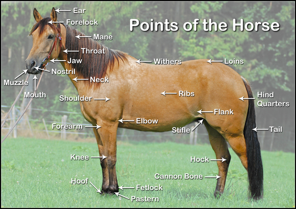 Points of the Horse Poster