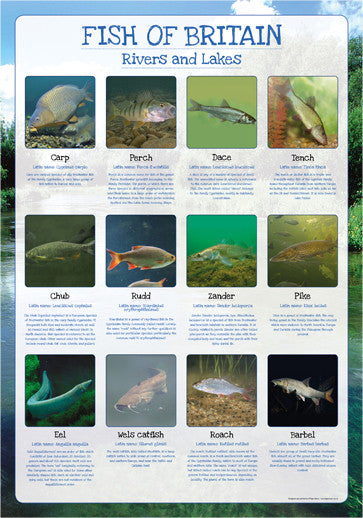 Fish of Britain Poster - Rivers and Lakes