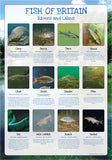 Fish of Britain Poster - Rivers and Lakes