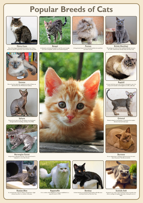 Popular Breeds of Cats Poster