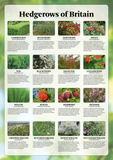 Hedgerows of Britain Poster