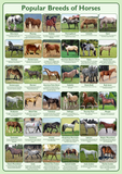 Popular Breeds of Horses Poster