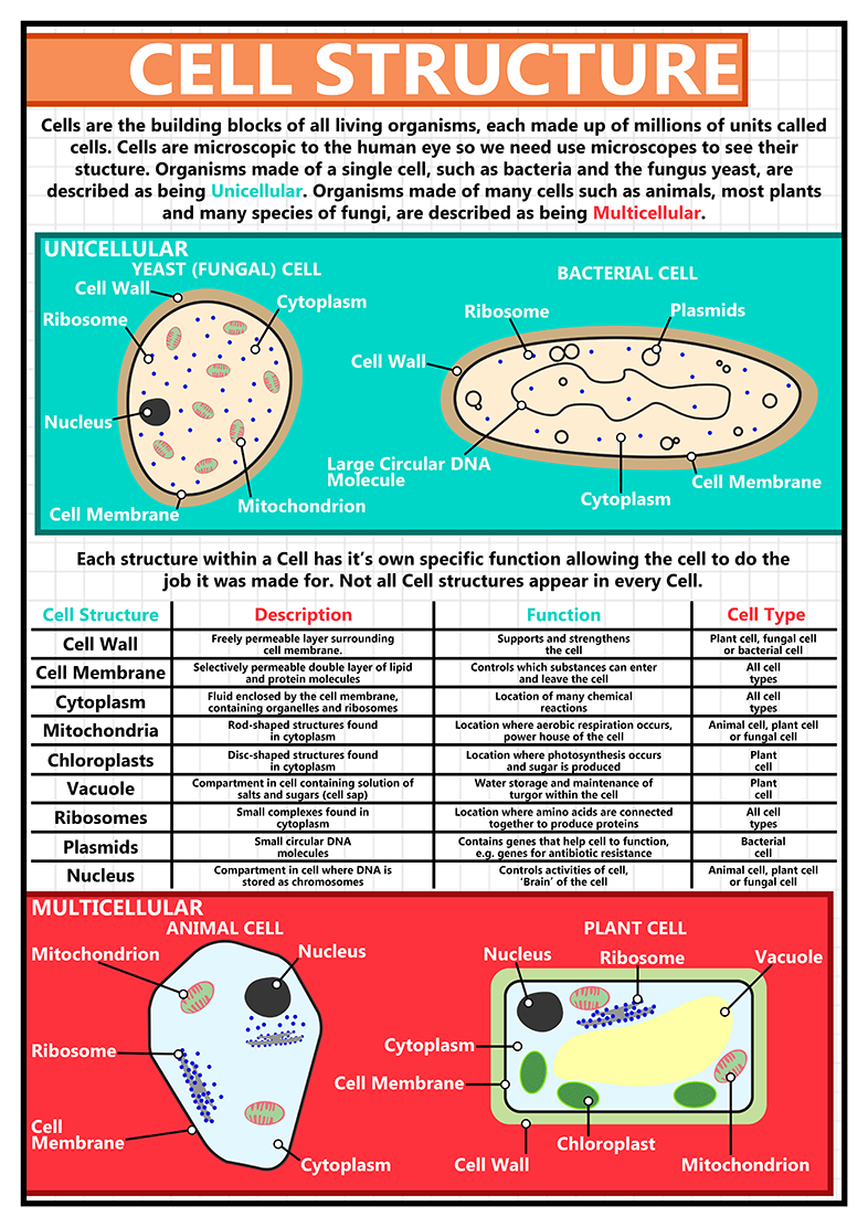 Science Cell Chart GCSE Science Cell Structure - A2 Poster – Tiger Moon