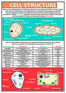 Educational GCSE Biology or General Science poster to support the understanding of cell structure required.  Cells are the building blocks of all living organisms, each made up of millions of units called cells. The poster covers the following areas of study:      Unicellular Structures: Yeast (fungal) cells and bacterial cells     Multicellular Structures: Plant and animal cells     The individual structures that make up a cell including their functions