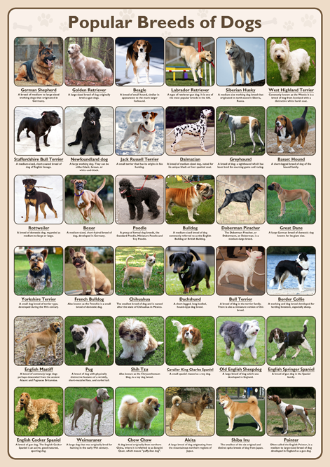 Popular Breeds of Dogs Poster