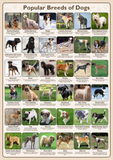 Popular Breeds of Dogs Poster