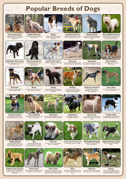 Popular Breeds of Dogs Poster – Tiger Moon1