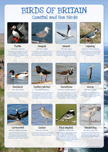 Birds of Britain Poster - Coastal and Sea Birds