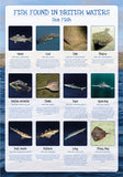 Fish of Britain Poster - Sea Fish