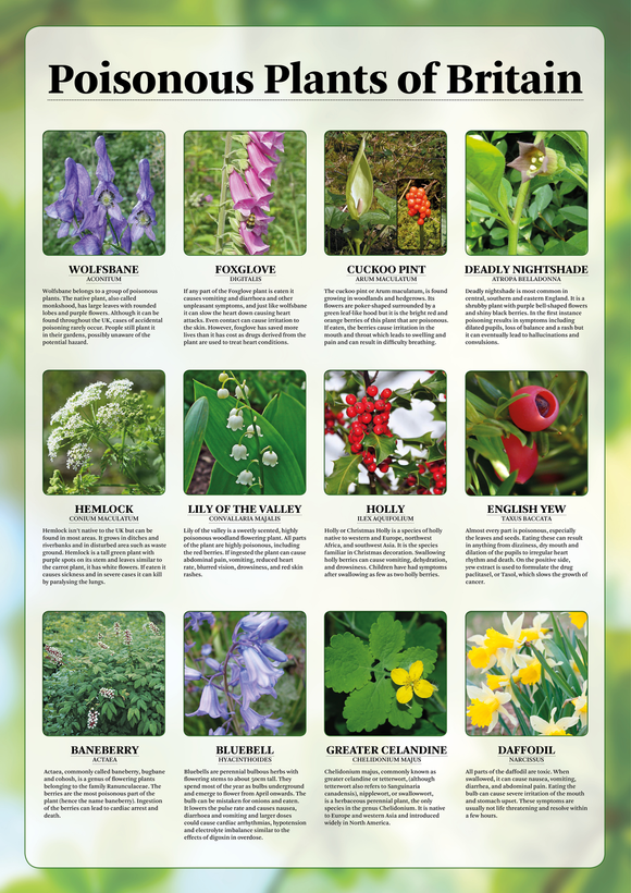 Poisonous Plants of Britain Poster