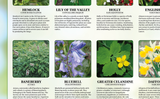 Poisonous Plants of Britain Poster