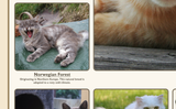 Popular Breeds of Cats Poster
