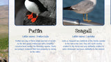 Birds of Britain Poster - Coastal and Sea Birds