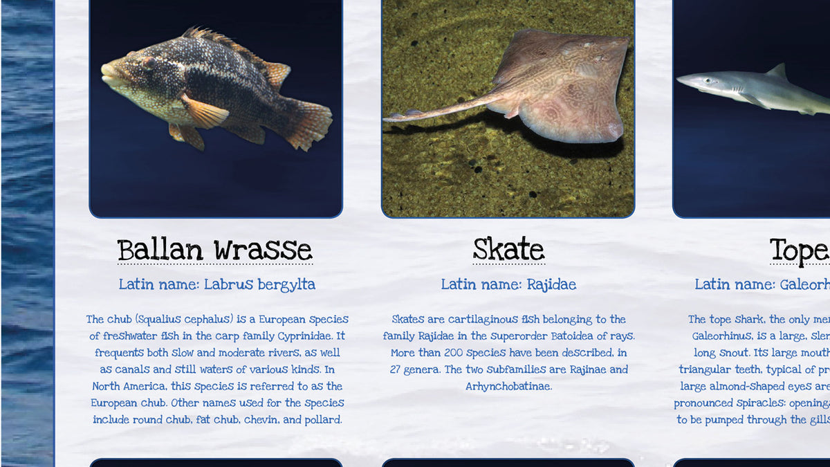 British Fish Identification Poster – UK Sea & Freshwater Fish Educatio ...