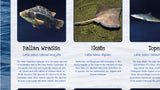 Fish of Britain Poster - Sea Fish