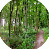 A path through the forest tuff tray or tuff spot mat
