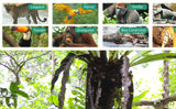Creatures of the Rainforest Poster