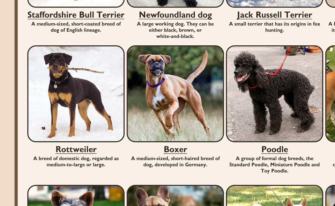 Breeds Best Low Energy Guard Dogs Small Protective Dog Breeds