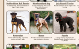 Popular Breeds of Dogs Poster