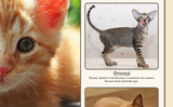 Popular Breeds of Cats Poster