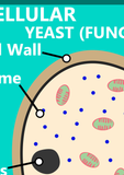 Educational GCSE Biology or General Science poster to support the understanding of cell structure required.  Cells are the building blocks of all living organisms, each made up of millions of units called cells. The poster covers the following areas of study:      Unicellular Structures: Yeast (fungal) cells and bacterial cells     Multicellular Structures: Plant and animal cells     The individual structures that make up a cell including their functions