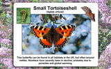 Butterflies of the United Kingdom - Top Ten Butterfly Species Poster