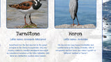 Birds of Britain Poster - Coastal and Sea Birds